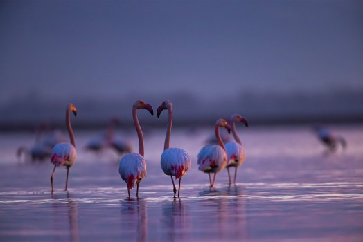 Flamingų nuotraukos