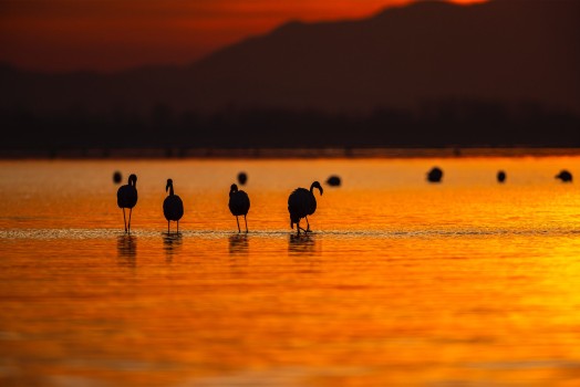 Flamingų nuotraukos