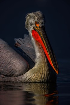 Pelikanas Graikijoje